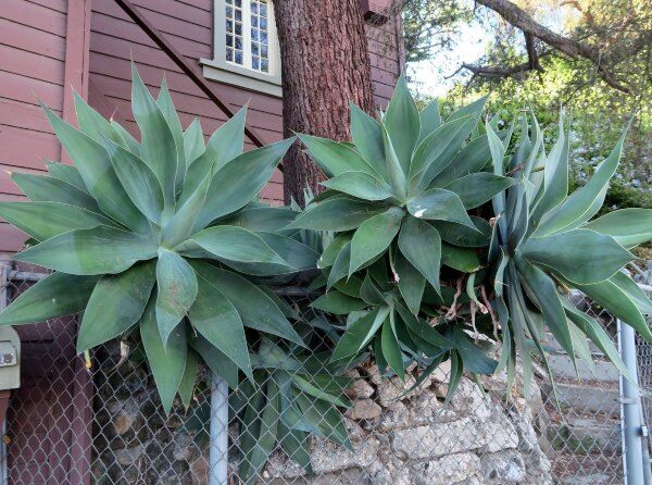 echo park agave 600